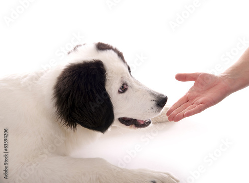 Hund schnuppert an Hand