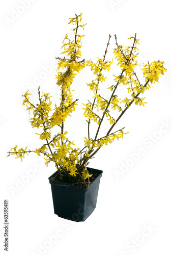 Forsythia intermedia Lynwood in pot on white background