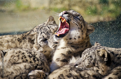 Lying family of Snow Leopard Irbis (Panthera uncia)