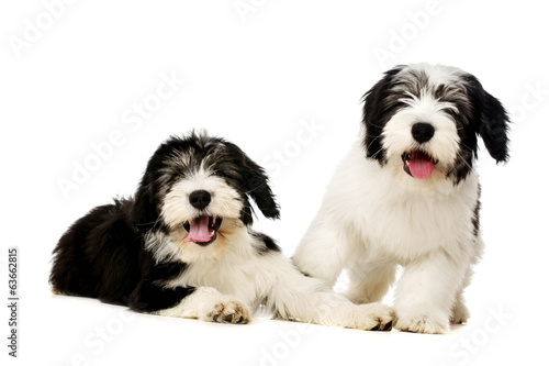 Polish Lowland Sheepdog isolated on a white background