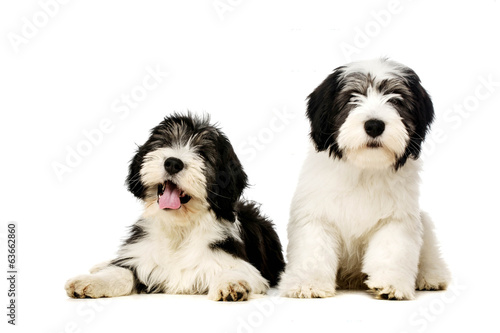 Polish Lowland Sheepdog isolated on a white background