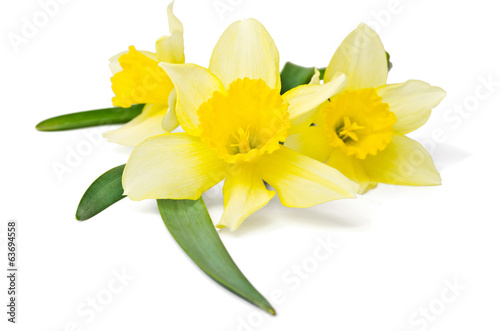 yellow daffodil isolated on a white background