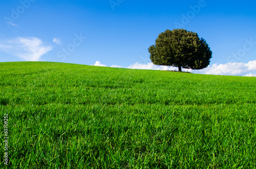 Pradera verde con arbol