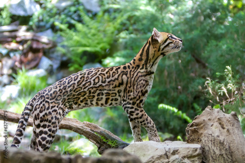 Ocelot,