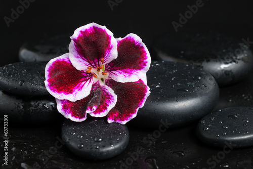 Spa concept with beautiful deep purple flower and zen stones wit