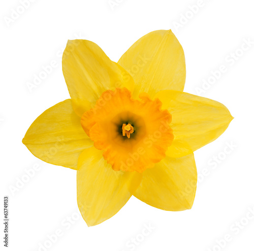 Yellow daffodil