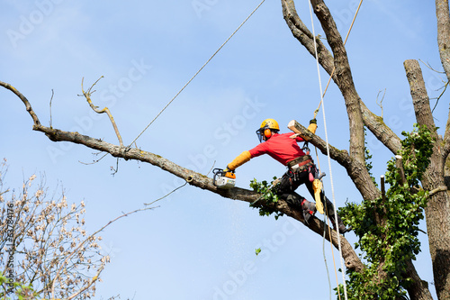 élaguer un arbre