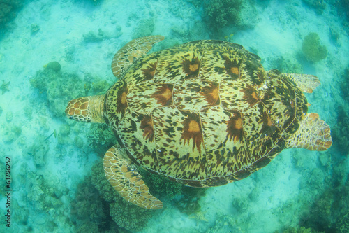 Green Sea Turtle from above showing shell pattern