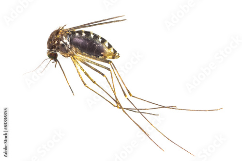 Mosquito full of blood isolated