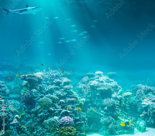 Sea or ocean underwater coral reef with shark