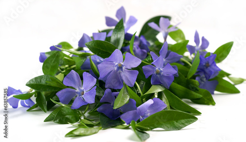 Vinca flower isolated on white background