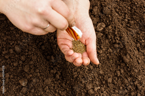 Sowing organic carrots