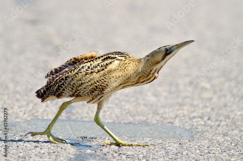 bittern outdoor (botaurus stellaris)