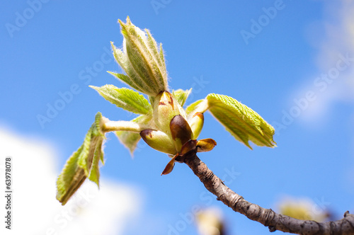 Spring bud