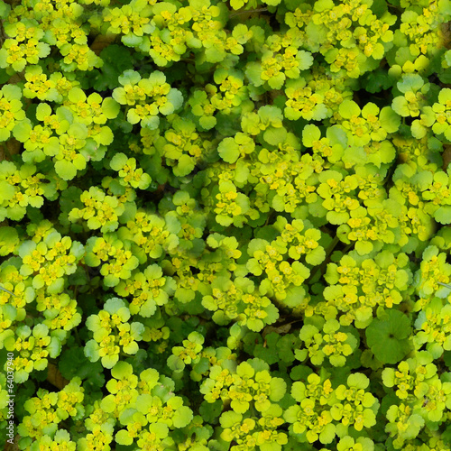 green flowers tileable background