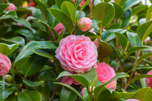 Pink Camellia sasanqua flower with green leaves