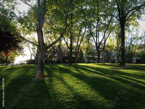 sombras de arboles en un parque al atardecer