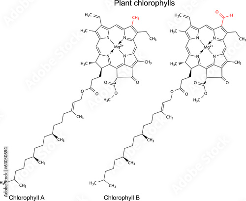 Structural chemical formulas of plant pigments chlorophylls