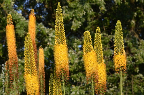 Steppenkerze (Eremurus spec.)