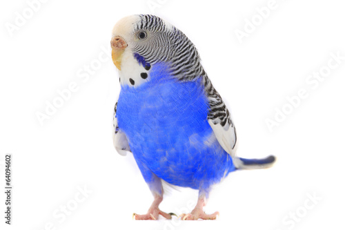 budgie