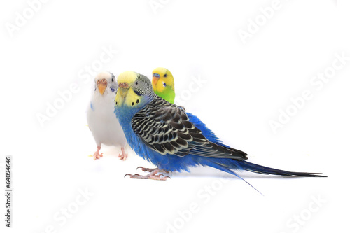 budgie