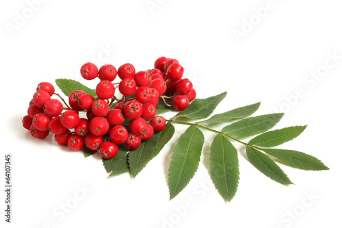 Branch of ashberry with green leaf