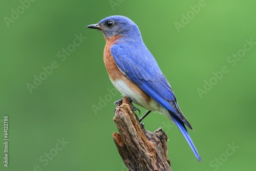 Eastern Bluebird