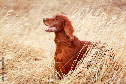 Red irish setter dog