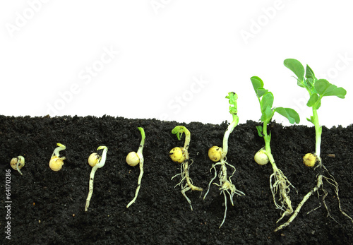 Germination pea sprout in soil