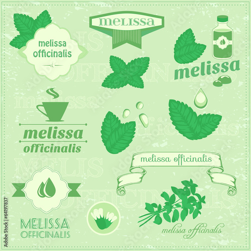 isolated herbs, melissa vector leaves