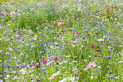 prairie fleurie