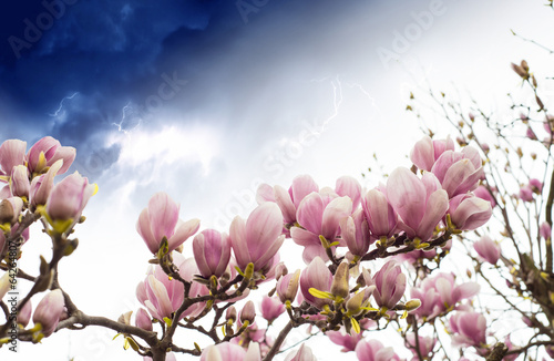 Kwiat drzewa magnolii, sezon wiosenny