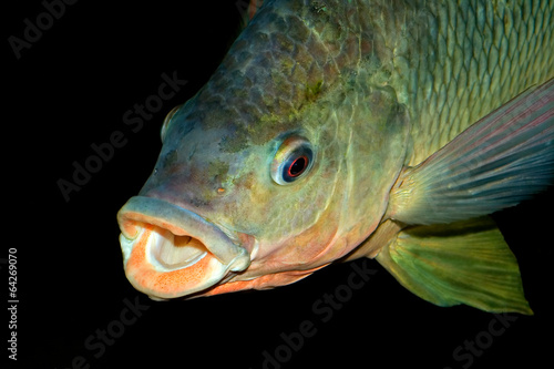 African Nembwe fish portrait