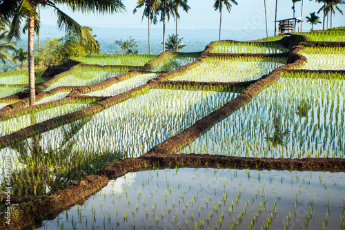 terraced rice fields around Senaru, Lombok, Indonesia