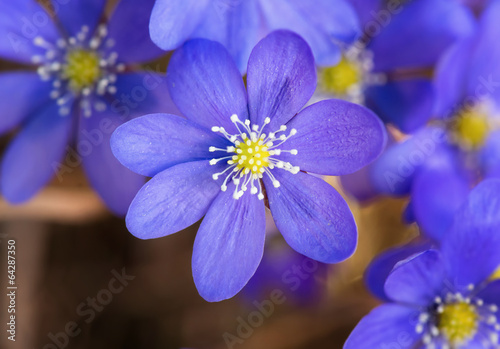 Blossoming blue hepatica during spring