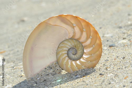 Nautilus shell section