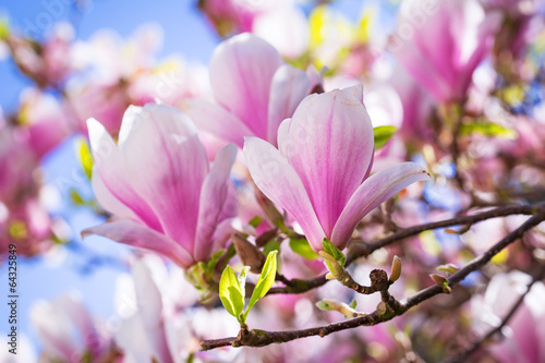 Beautiful blossoming magnolia tree in the spring time