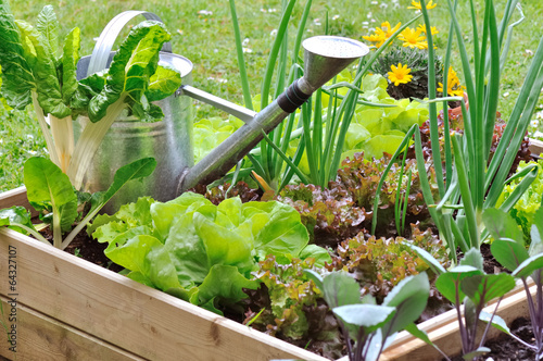 carré potager et arrosoir