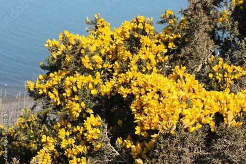 Gorse also called furze or whin