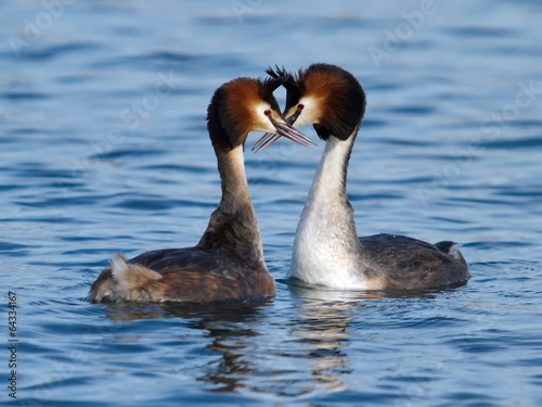 Great crested grebe ducks courtship