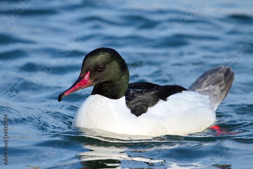 Male common merganser or goosander