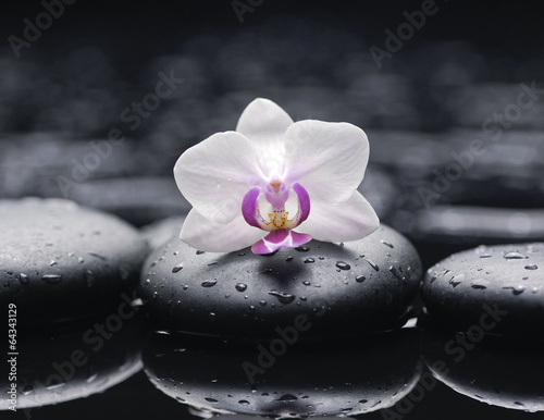 spa concept –white orchid with stones and wet background
