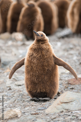 King penguin chick, South Georgia, Antarctica