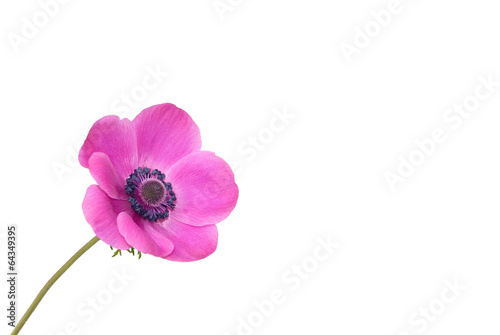 Anemone