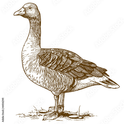 vector engraving goose on white background