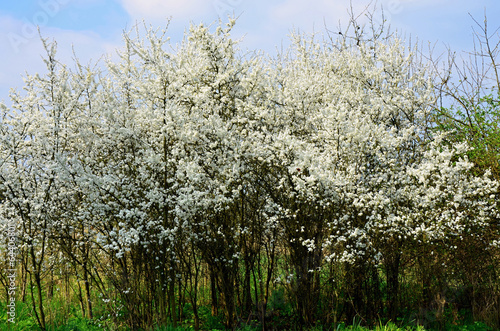 Blooming blackthorn bush with white flowers in spring