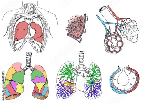 rysunek medyczny - płuca