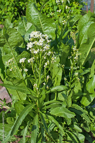 Meerrettich - Armoracia rusticana