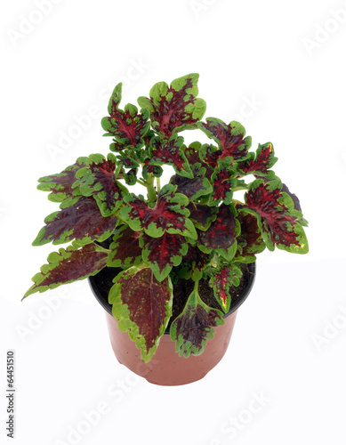 coleus