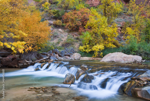 Fall color in the Narrows--the most famous slot canyon in Zion National Park, Utah 